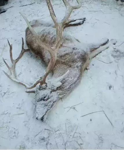 受雪灾影响冻死的野生动物